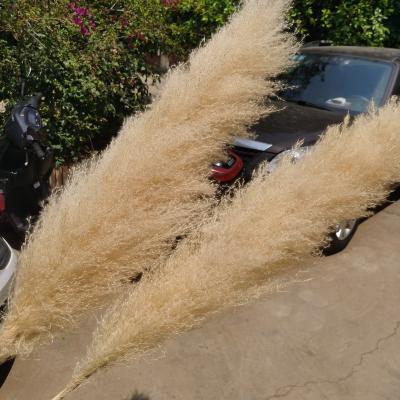 China Real Large Natural Dry Fluffy 4ft Tall Natural Pampas Grass Tender Rustic Wedding Home Farmhouse Decor Shower Boho Decor for sale