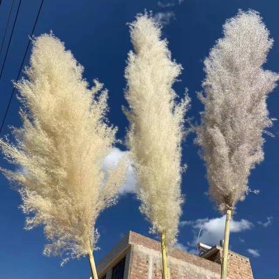 China Real Large Natural Dry Fluffy 4ft Tall Natural Pampas Grass Tender Rustic Wedding Home Farmhouse Decor Shower Boho Decor for sale