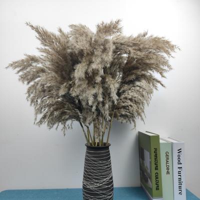 China Real natural extra fluffy pampas grass, home decor, dry flowers, gift, present, Boho, vintage, flower arrangement, wedding for sale