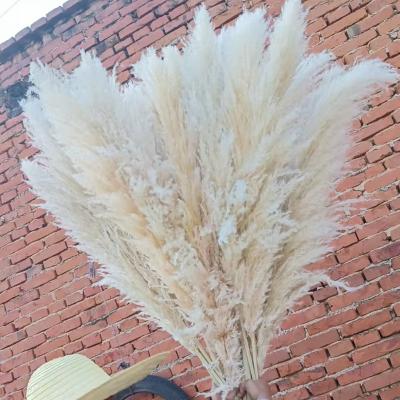 China Real Large Natural Dry Fluffy 4ft Tall Natural Pampas Grass Tender Rustic Wedding Home Farmhouse Decor Shower Boho Decor for sale