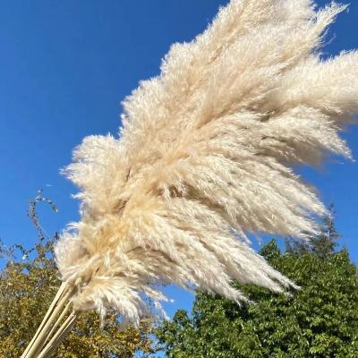 China Large Everlasting Natural Pampas Grass Pampas Reed Real Amazon Success Natural Wedding Decorations Dried Flowers Home Decor for sale