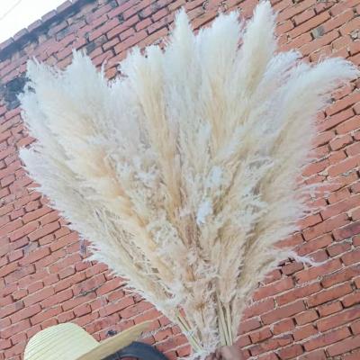 China Real Large Natural Dry Fluffy 4ft Tall Natural Pampas Grass Tender Rustic Wedding Home Farmhouse Decor Shower Boho Decor for sale