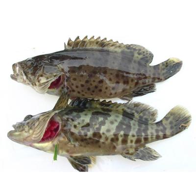 China NATURE Fresh Grouper Fresh Fish Brown Grouper / Chilled Seafood! Sale of Gray Fresh Tomato Grouper Fish Sunu Tongsing Fish Whole For for sale