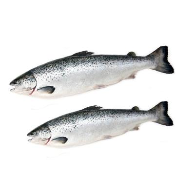 China Vitamins Pacific Wholesale Fresh Frozen Salmon Wild Caught (Alaska) for sale