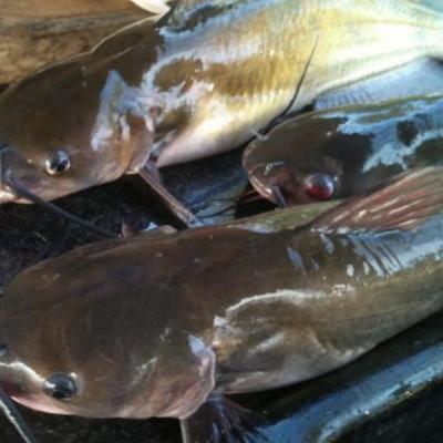 China Low-CARB Catfish Water Catfish Big Fat Quality Dried Smoked Cheap Whole Round Fish 1000-2000g 10kg 500-1000g/pc for sale