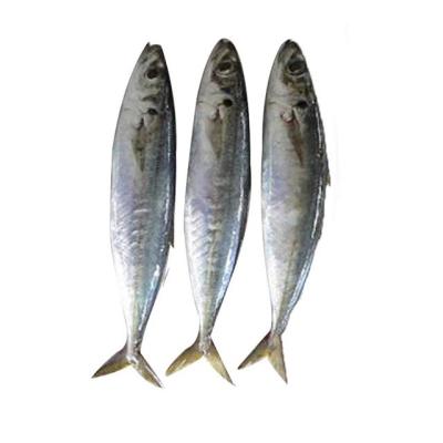 China NATURE ready stock frozen layang scad fish for sale sales for sale