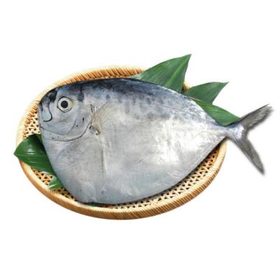 China Hot Sale Haizhiyuan Good Quality Moon Fish IQF 200-300g Organic Jelly For Marketing Sales for sale