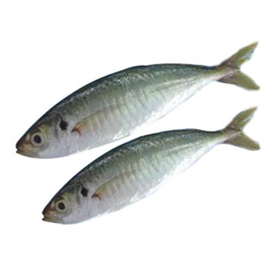 China NATURE good quality round scad decapterus frozen muroaji fish muroaji for sale