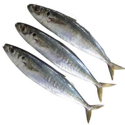 China Frozen Sea Muro Frozen Frozen Aji, Layang NATURE Scad Mackerel Scad for sale