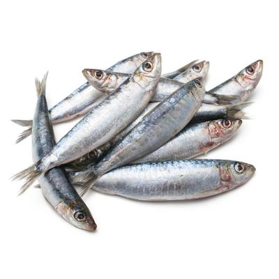 China Vitamin Wholesale High Quality Frozen Sardine Whole Round Seafood for sale