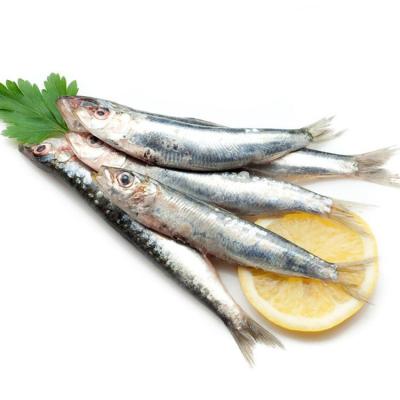 China NATURE frozen seafood fish sardine price for sale