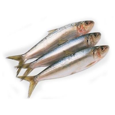 China NATURE Frozen Sardine Whole Round Seafood for sale