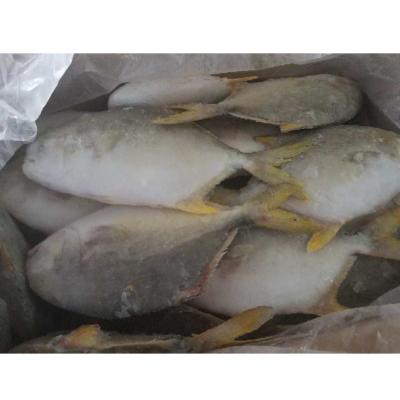 China Good Quality Hot Frozen Whole Round Seafood NATURE Sales Golden Pompano for sale