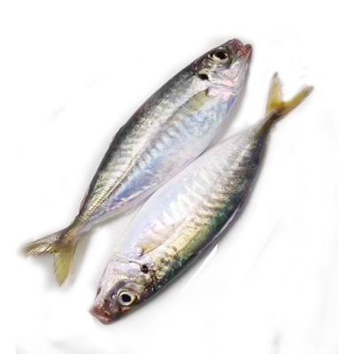 China NATURE Round Scad Wholesale Fresh Frozen Mackerel Used For Seafood In Box for sale