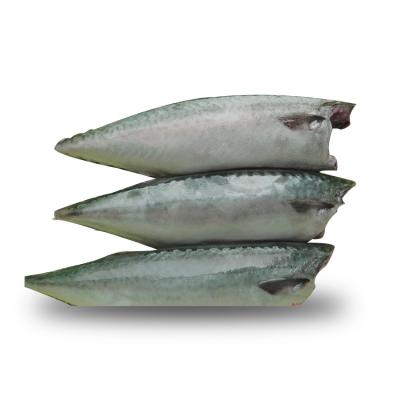 China NATURE HGT Wholesale High Quality 150g Fresh Frozen Mackerel For Canning for sale