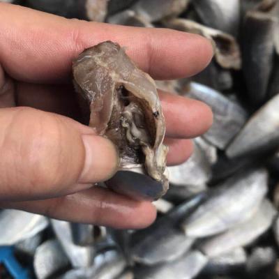 China NATURE 7-9cm Good Quality Price HGT Frozen Mackerel, For Canned Frozen Mackerel for sale