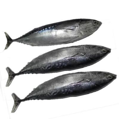 China NATURE hot sale price good quality cheap frozen bonito for canned for sale