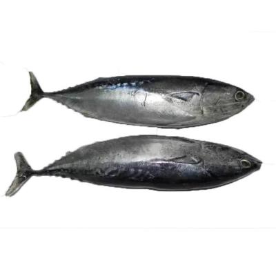 China NATURE whole round frozen thazard bonito for canned for sale