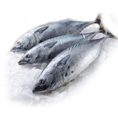 China Tuna frozen 500g of bonito from the good prices of vitamins for the tuna cannery for sale