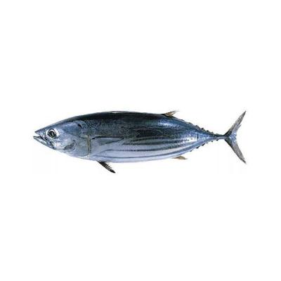 China WHOLESALE WHOLESALE EXPORT PRICE OF NATURE GOOD AROUND Frozen Skipjack for sale