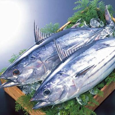 China Cheap Frozen Bonito Tuna For Canning Good Quality NATURE Price for sale