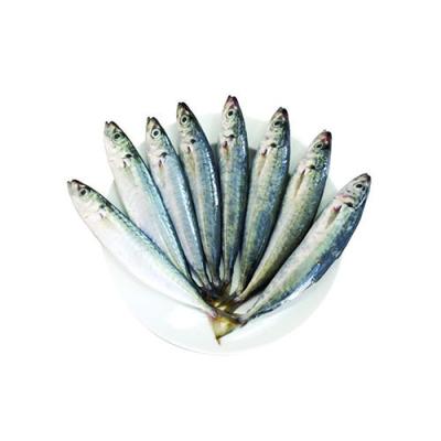 China Round Scad organic frozen whole round_FISH BAIT (Whatsapp): +86 15060772838 for sale