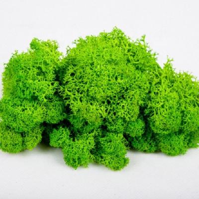 China Real handmade fresh natural dry preserved moss eco-friendly for sale