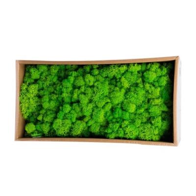 China Anti-pest China supplier real green preserved moss for decoration for sale