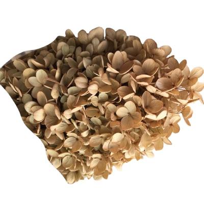 China Wholesale Natural Touch Natural Flowers Single Dry Size Large Leaves Preserved Hydrangea for sale