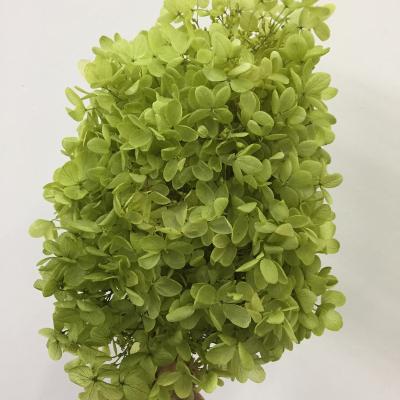 China Real Touch Hydrangea China Supplier Cheap Preserved Wholesale Real Flowers Touch Hydrangea Flowers for sale