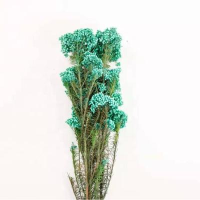 China Fashional dried flower arrangement used preserved diosmi rice flower for sale