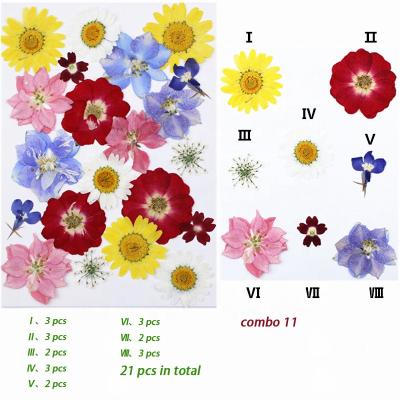 China Real Dry Flowers Rose Daisy Delphinium Grandiflorum Lobelia Erinus Queen Anne Lace Custom Dried Natural Pressed Flowers For Resin Wholesale for sale