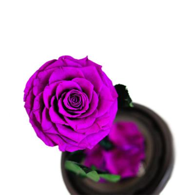 China RIG-0008 Contact Natural Competitive Price Preserved Rose In Glass Dome Eternal Rose In Glass Dome for sale