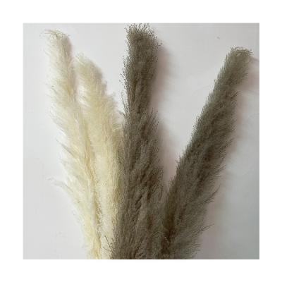 China RP-0025 Touch Natural Premium Reed Pampas Grass Wreath Reed Dried Pampas Grass for sale