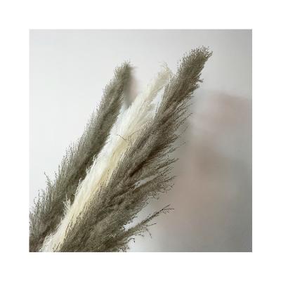 China Contact RP-0021 Natural Appropriate Actions Wholesale Reed Sticks Dried Pampas Phragmites for sale