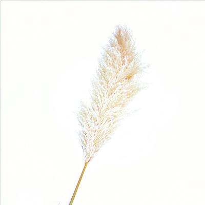 China BP-0001 Touch Making Color Pampas Grass Lar Catkins Pampas Grass Natural Original Skillful Natural Wedding Dried Flower for sale