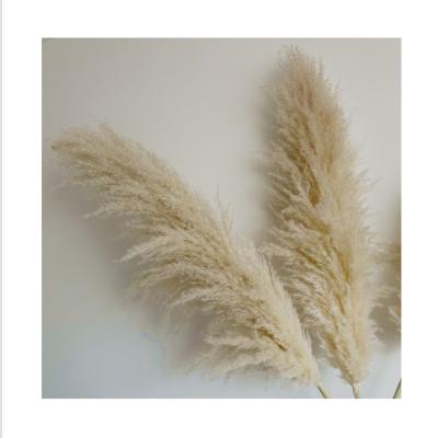 China Wholesale Price Natural Original Color Contact BP-0003 Pampas Grass Decorative Natural Dry Pampas Grass for sale