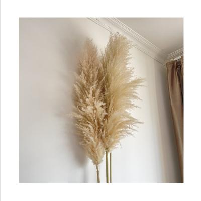 China Latest Touch BP-0004 Original Natural Technology Color Dried For Pampas Grass Natural Pampas Grass For Flower Wedding Valentine's Day Gift Home for sale