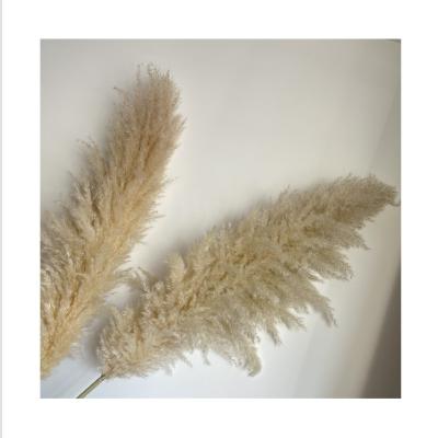 China BP-0005 Touch Color Natural Delicate Original Dry Decorative Pampas Grass Flower Pampas Grass for sale