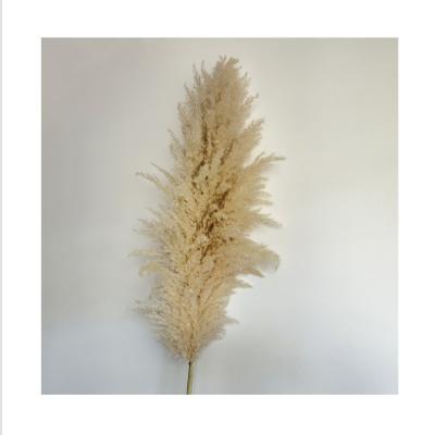 China BP-0007 Large Sizes Touch Pampas Grass Natural Hairy Different Color Long Simulation Available Original for sale