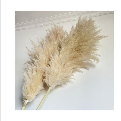 China Bp-0012 Natural Touch Bp-0012 Latest Technology Big Fluffy Bulk Pampas Grass Pampas Grass for sale