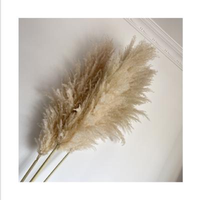 China The Natural Touch BP-0015 Pampas Grass Tall Pampas Tall For Flower Wedding Valentine's Day Gift Home for sale