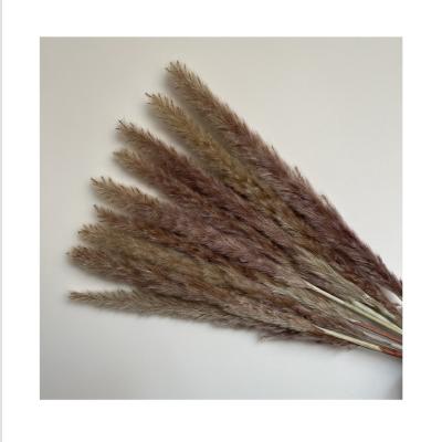 China SP-0003 Natural Touch Quality and Assured Original Light Small Pampas Quantity Color Fluffy Small Pampas for sale