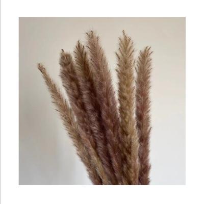 China SP-0005 Natural high quality delicate original color small dry touch SP-0005 pampas grass small pampas grass decor for sale