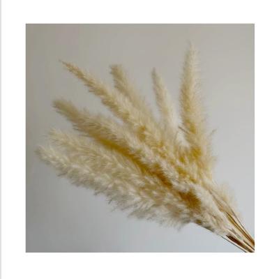 China Small Pampas Grass Natural Material Big Little Pampas Touch SP-0010 Colorful Gift In Vase for sale