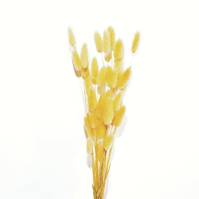 China BT-0003 Big Touch Natural Material Original Color Bunny Tail Grass Flower Bunny Tail Grass for sale