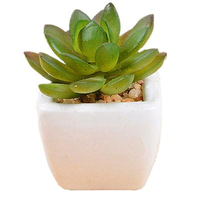 China Eco - Friendly Decorative Square Potted Artificial Succulents / Artificial Plant In Glazed White Ceramic Flower Pot for sale