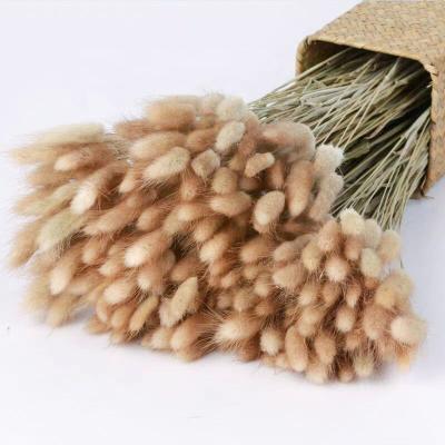 China Wholesale home decor dried flower bouquet bunny tails grass wedding decorative decoration for sale