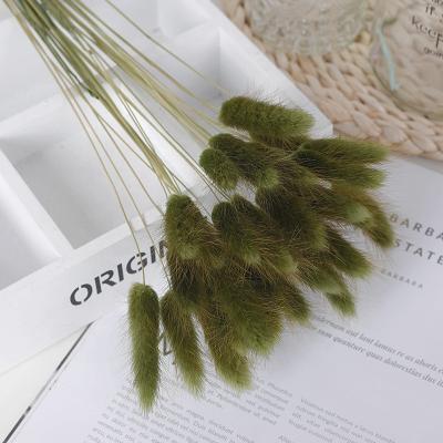 China Home Decor 50 Stems Rabbit Tails Grass Flower Set Natural Dry Pampas Grass For Home Wedding Decoration for sale