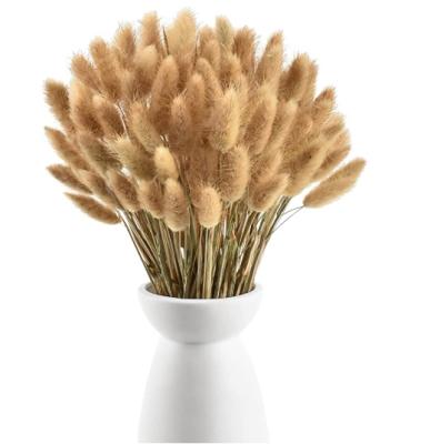 China Natural Lagurus Home Decor Bunny Tails Grass 50 Stems Dried Flowers Custom Gift Box For Home Decor for sale